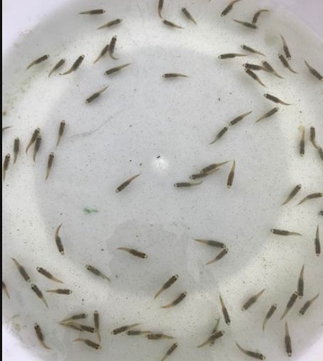 加州鲈鱼放苗后病害频发 如何提高鱼苗的成活率 快资讯