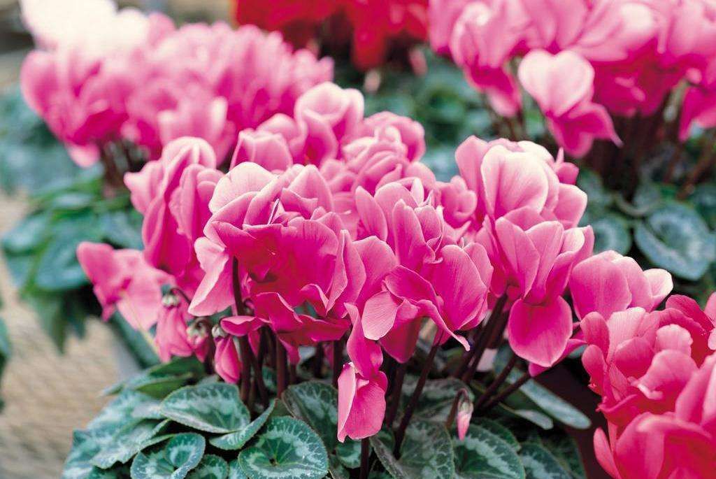 养花试试这几款,浇水的理想方法是浸泡盆