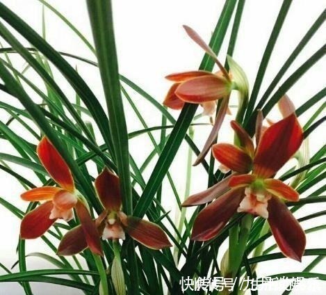兰花|此花再贵,也要舍得栽两株,花香怡人,花期长久,好养易成活!