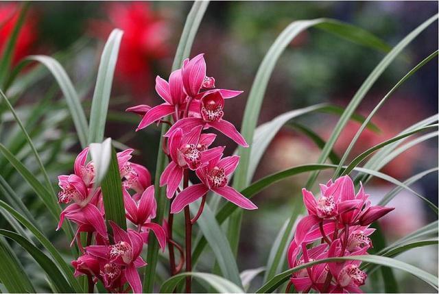 养兰花,浇水是关键,学会这“3招”,不烂根、不黄叶,轻松爆盆