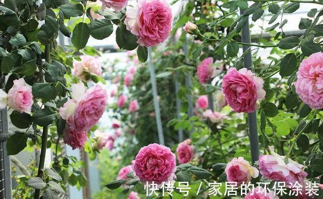 花型|太热了，“粉龙”不开花，用以下月季品种来弥补遗憾，真心不错