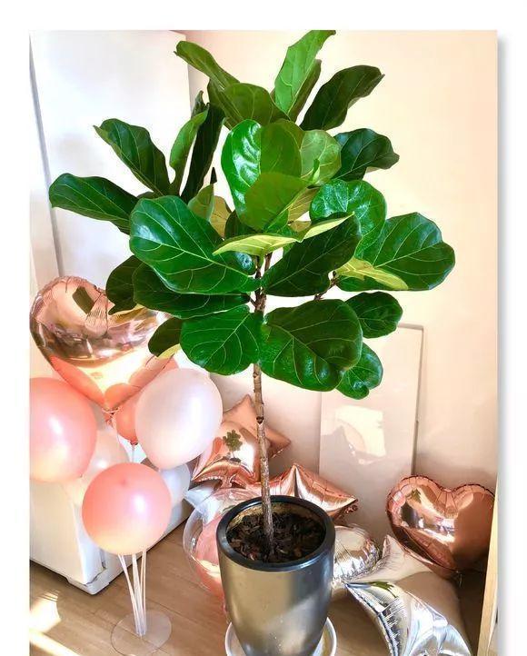 这3种花适合送长辈,好看又好养,还可以增福纳财