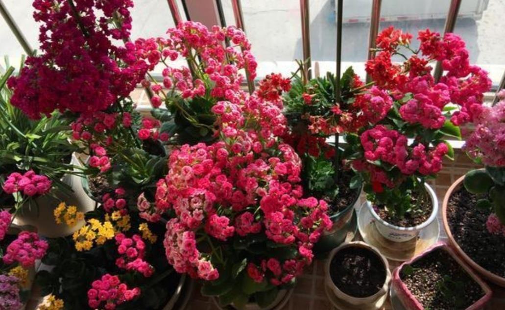 太阳花|6种公认好养的花卉,开花漂亮又美观,养起来简单