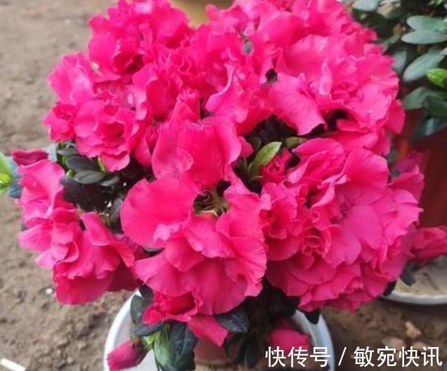 家里养此款花卉,便宜又好养,好养易爆盆,惊艳如花球,美翻了