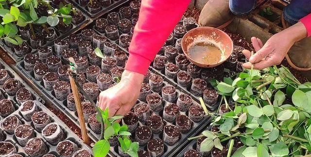 5种花开完后,剪下的枝条不要扔,活性高适合扦插,一插一大盆