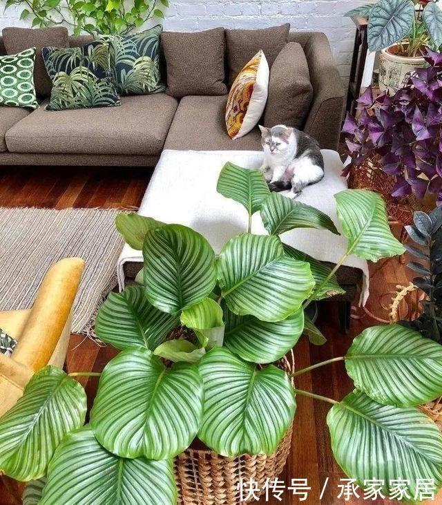 五种盆栽,自带高贵气质,在家摆一盆,格调高,人人夸你眼光好