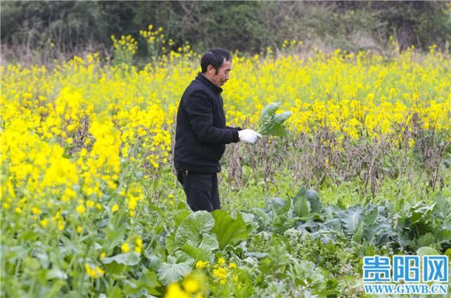 美如画！贵安新区油菜花开遍地金