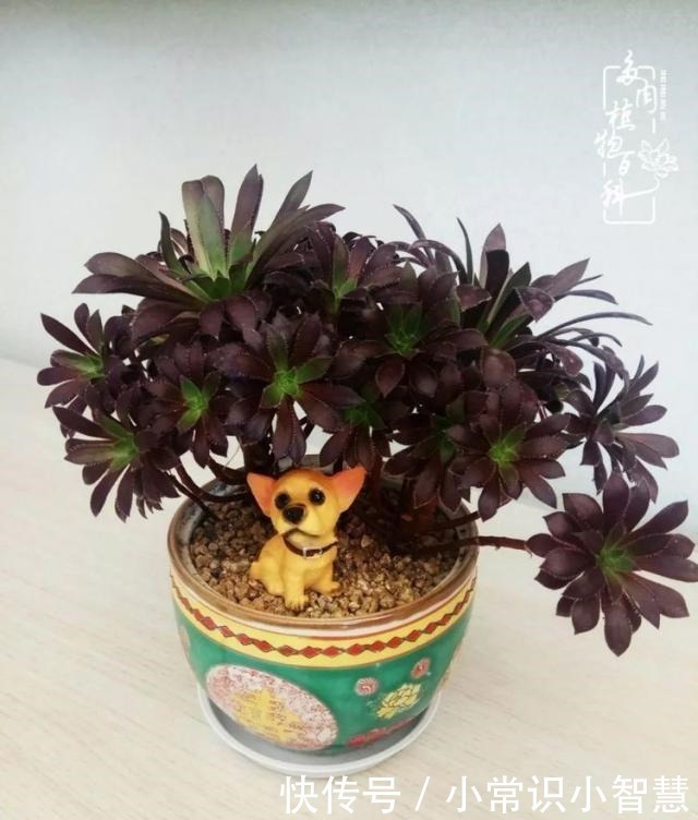 欧紫|我是多肉飘窗党,我来晚了!我是多肉飘窗党,我来晚了!