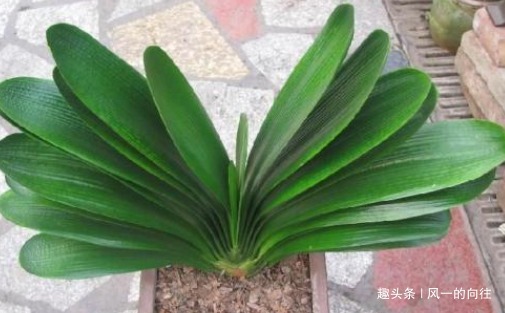 君子兰换盆后不好活选对季节,用好方法,这几步全都不能少