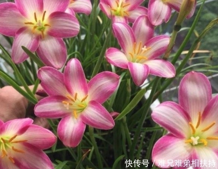 美人蕉|4种花爱“喝水”,浇水越多长得越旺,再不担心烂根黄叶