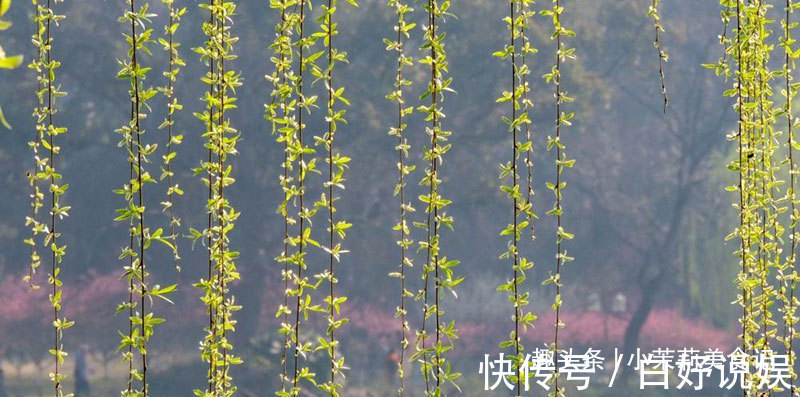 香椿芽|春吃芽,5种“春芽”要多吃,2种“毒芽”可别吃,健康最重要