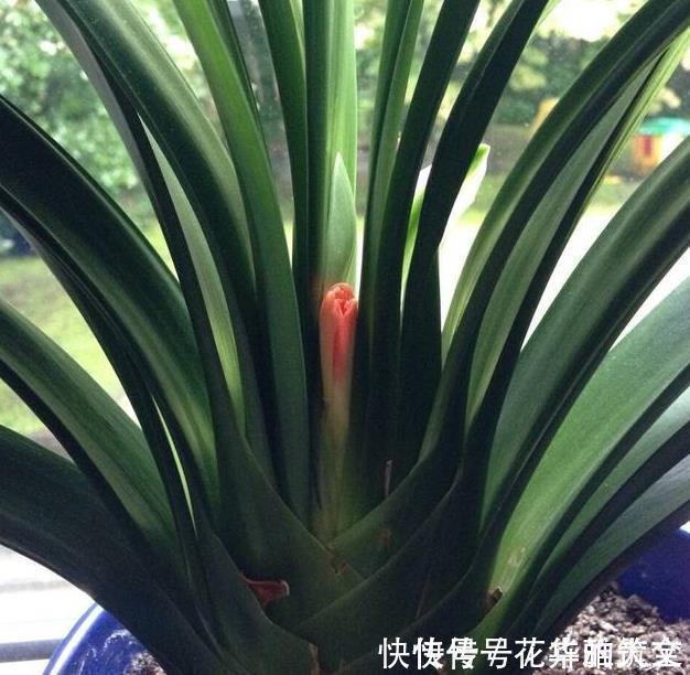 养君子兰用这个小妙招，开花多、新叶多、不夹箭，叶子绿的发光