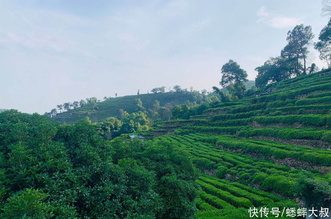 远近闻名的杭州金婆杨梅，初冬时节，犹如天然散心地