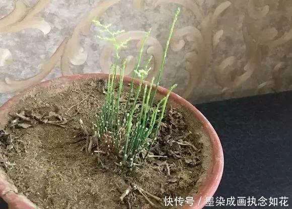 吴大姐养文竹，30天浇点水溶液，嗖嗖冒笋芽，翠绿旺盛