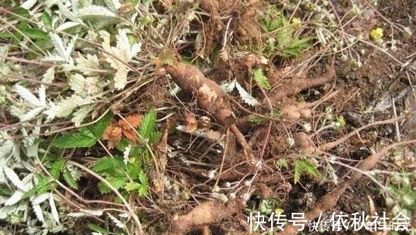 野草|农村这种野草，形似“鸡腿”，药用价值高，人称翻白草！