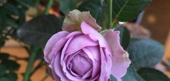 推荐10款蓝紫系月季，仙气十足，总有一款是你喜欢的