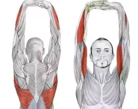 慢性劳损|筋长一寸,寿延十年,养生必知人体保护“神筋”的7大功能与作用