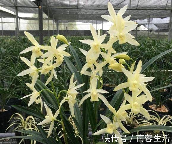叶美|养兰花一年365天不偷懒，天天有花开，开到你不想要