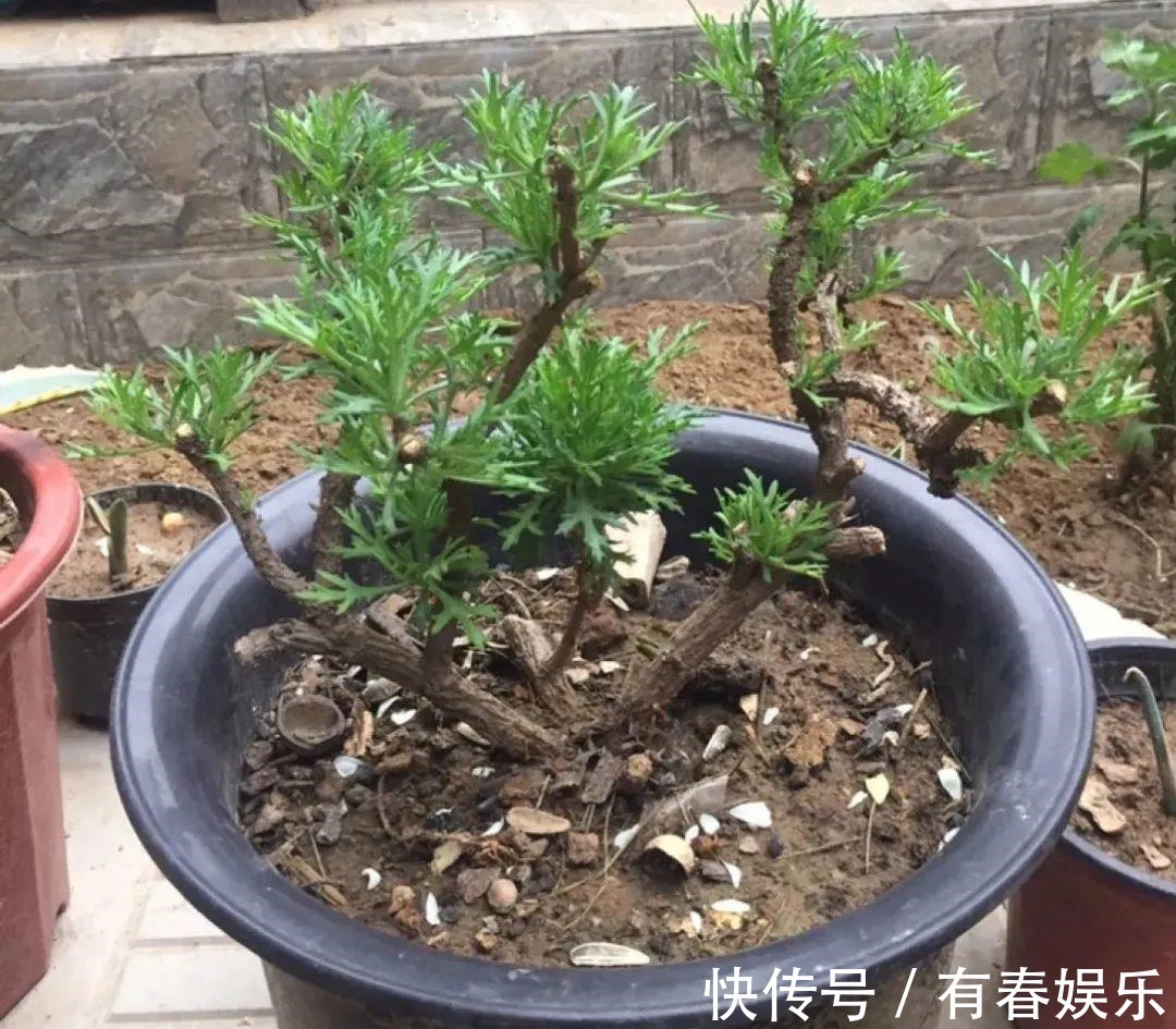 玛格丽特|现在养花要重剪,剃光头,撸光叶,越狠越爆盆