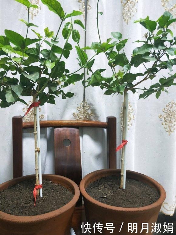 这3种花，就得使劲晒太阳，晒不够不开花