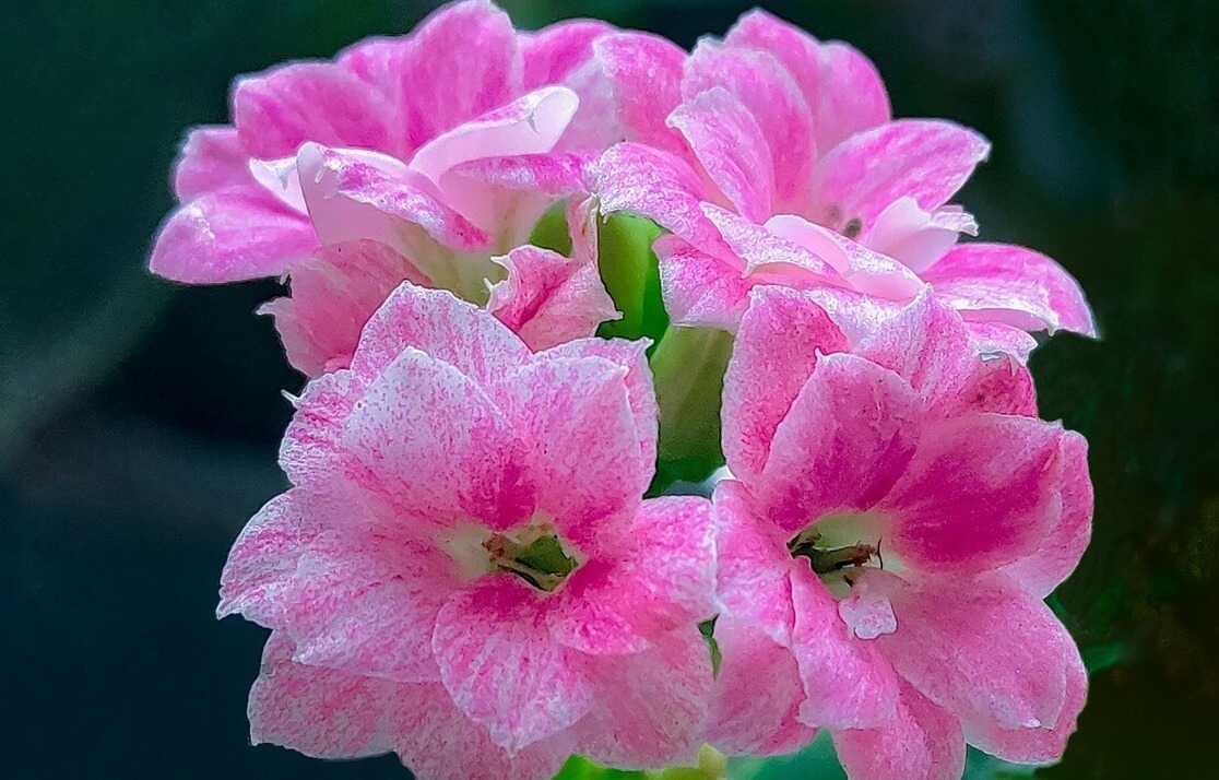 天气转暖,建议少买4种花,观花时间短不说,还难度夏