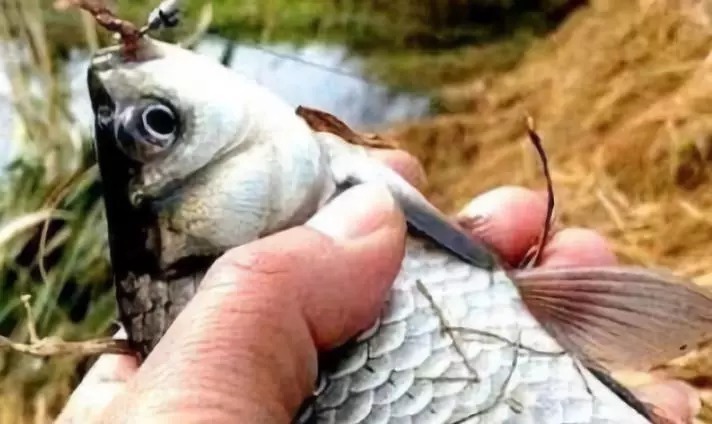 别封竿,钓鱼空军有救了,冬天钓大板鲫最拿手的绝技分享