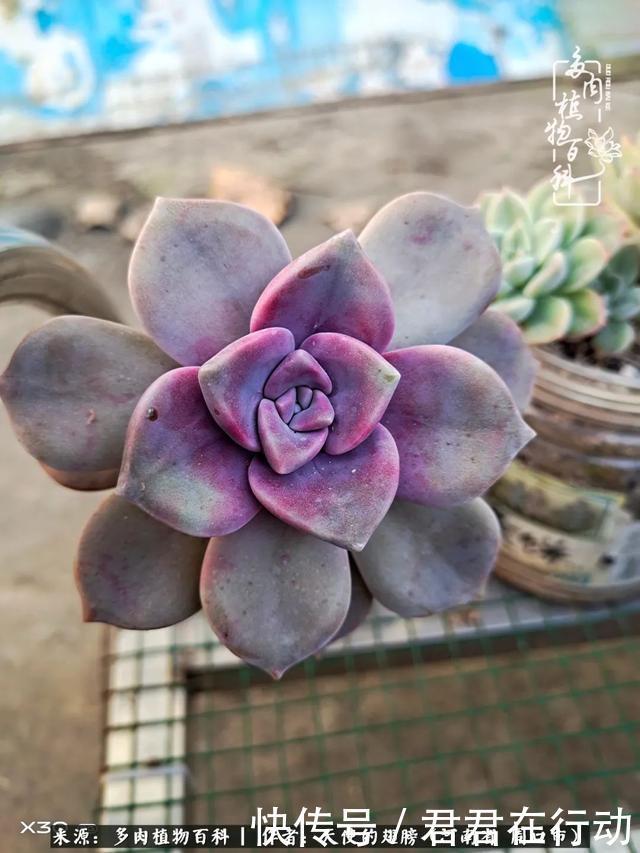 唯有植物,我的人生才不孤独!