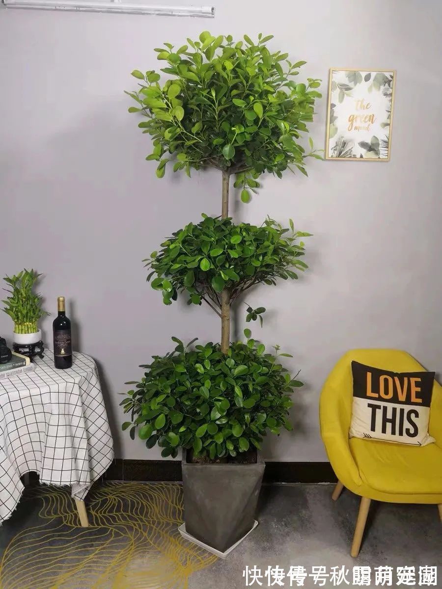 叶片|八种命里带“钱”的植物,家里养一盆,招财又旺运,你家养了几种