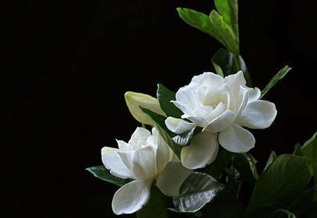 月季花|适合6月种植的花,35℃的高温照样生机勃勃,开花美好养护