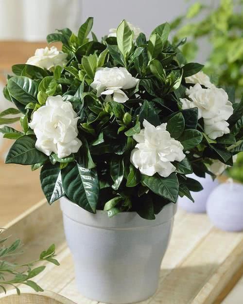 刚买回家的栀子花,先观察观察,别急着换盆换土容易伤根