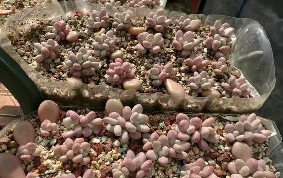 白根|只要家里有油桶,就不用花钱买花盆多肉种在油桶里,叶子胖嘟嘟