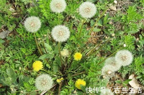 禁忌|提个醒喝蒲公英水有1大禁忌，却有很多人不清楚，别犯错误了