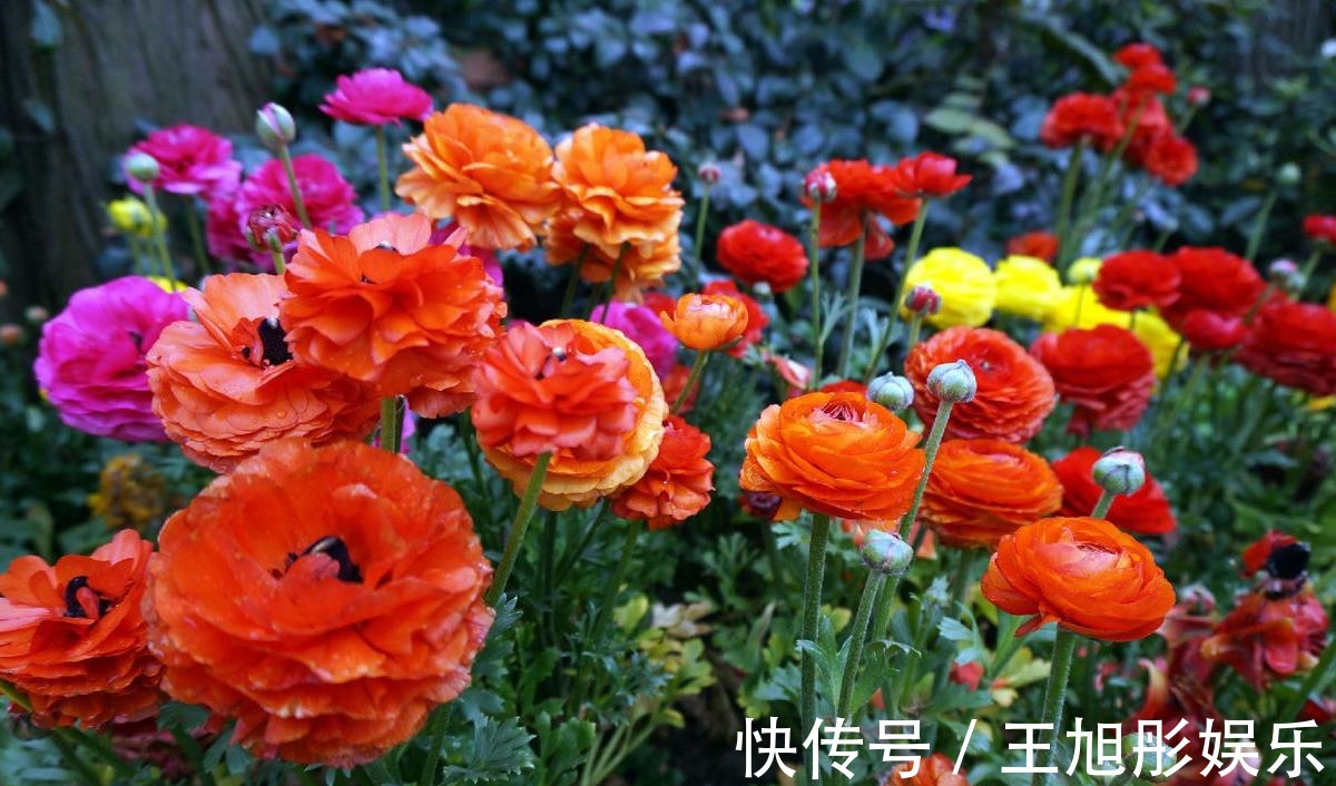 花卉|喜欢养护花卉,就不要错过这个花卉,花大色艳,花量大,很像牡丹