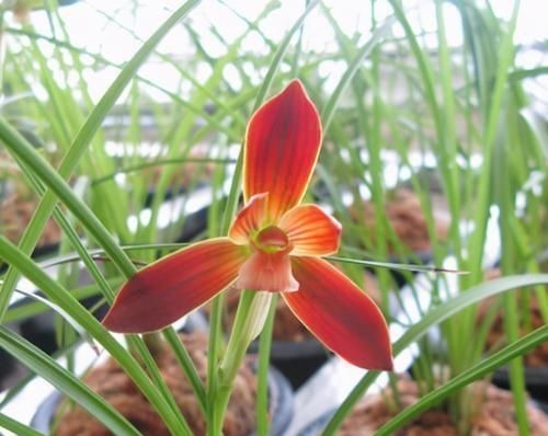 此兰是“国兰第一红”,花色艳丽,花开出架,养护简单,自带仙气