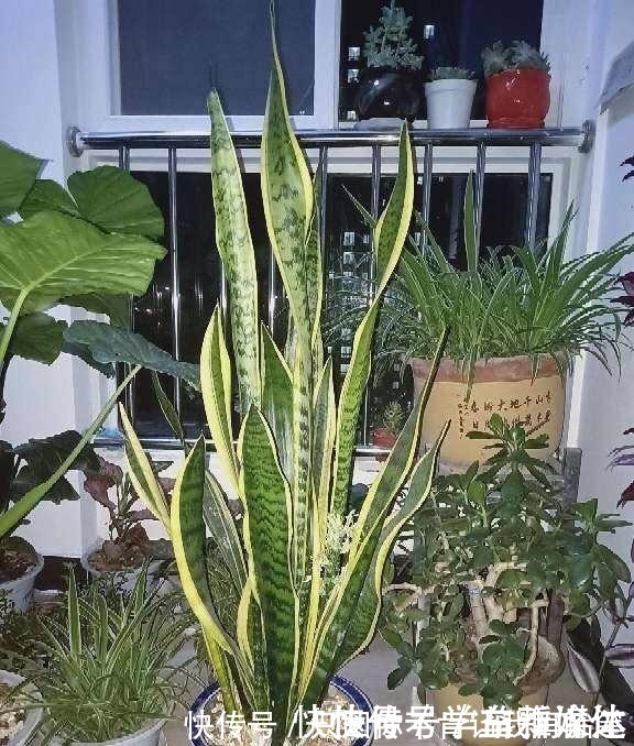 白掌|12种耐阴花,适合养在卫生间里,光不好也能呼呼长!