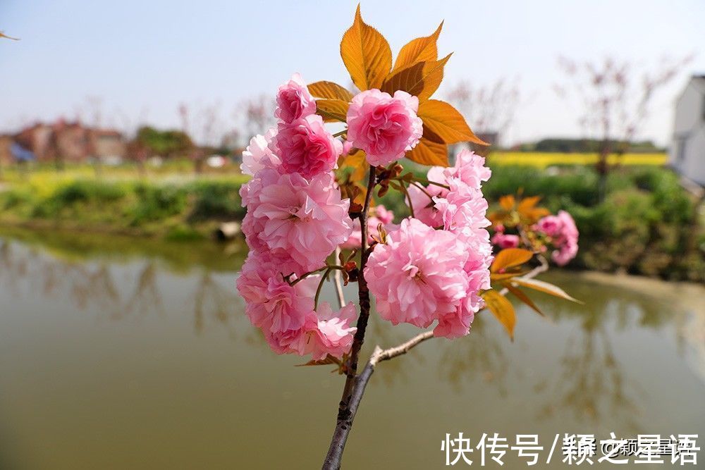 花海|宁波赏梅地，梅开成海，首选一二三