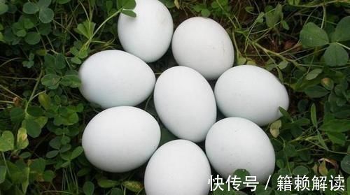 怀孕|因怀孕坚持吃鹅蛋?医生怒道:就算再无知,也别拿宝宝生命开玩笑