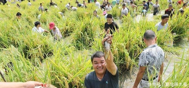 这种鱼生长于水稻田，被称作鱼中人参，却经常被误认为是小杂鱼