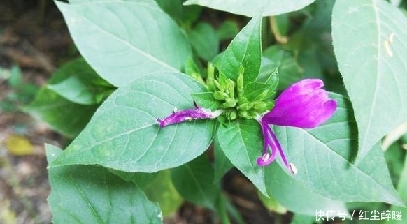 止血|農(nóng)村一種能凈化空氣的野草,花朵美如蝴蝶,還有止血的作用