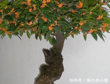 菜园土|张大爷把桂花盆景养开花了,真是太吸引眼球了,一问竟是这样养