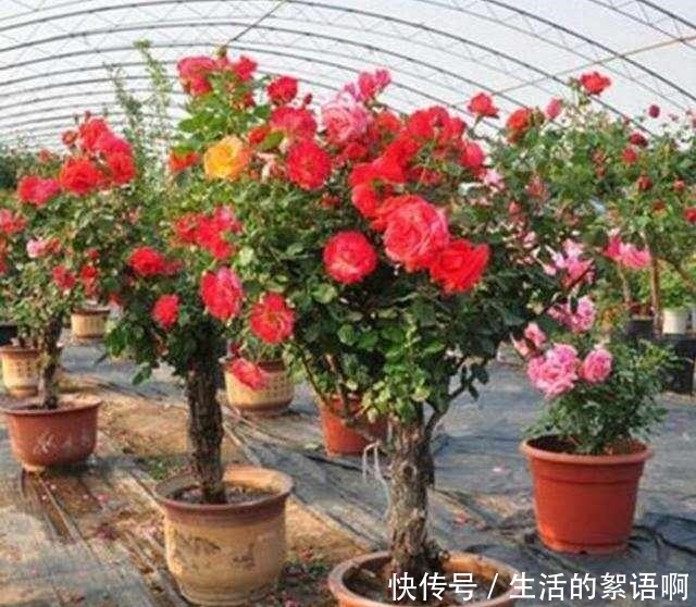 少吃两顿肉,此花也要栽2株,好养易成活,开花美又多!