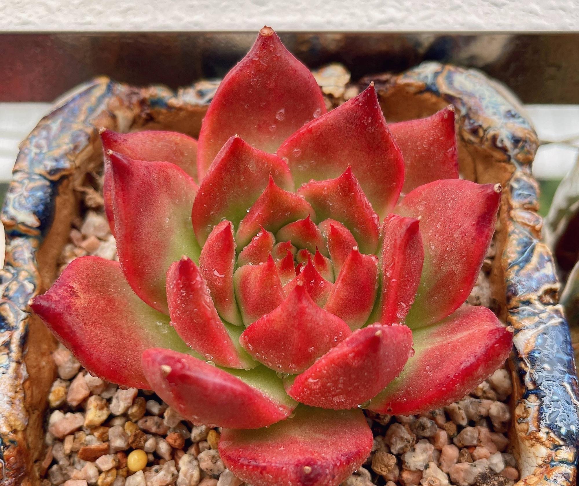 多肉植物|养多肉，有一点很关键，枝叶茁壮变老桩，颜色状态都很赞