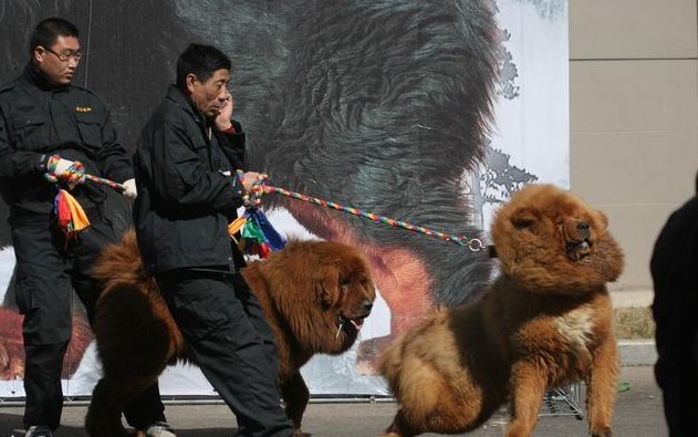 主人养了两只藏獒,邻居打电话说你家里有事,主人马上赶回家