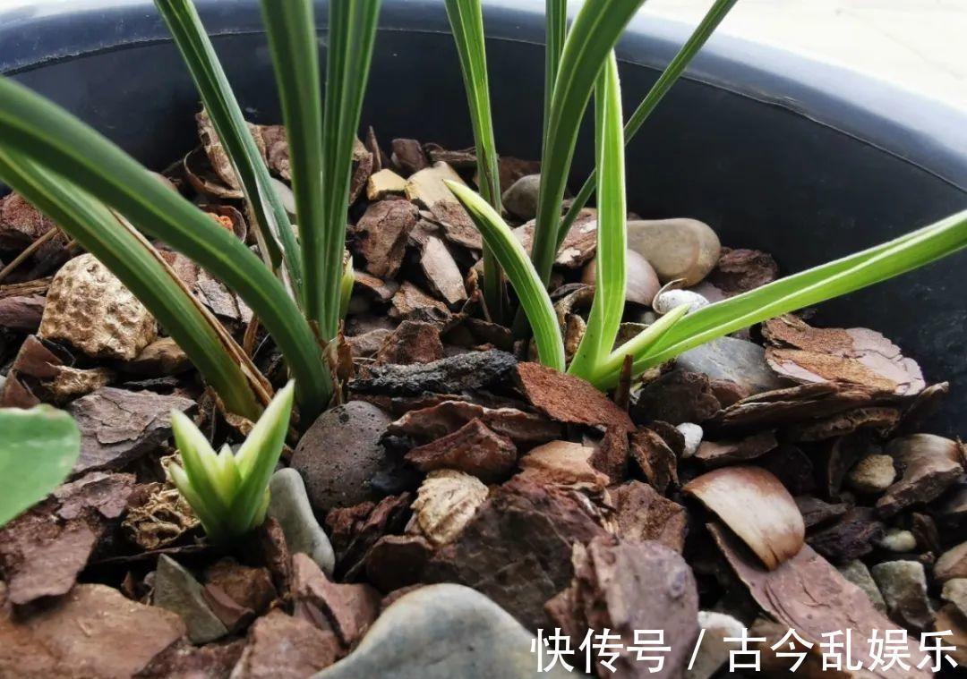 天竺葵|适合秋天养的12种花，耐阴又耐寒，秋冬长得更精神