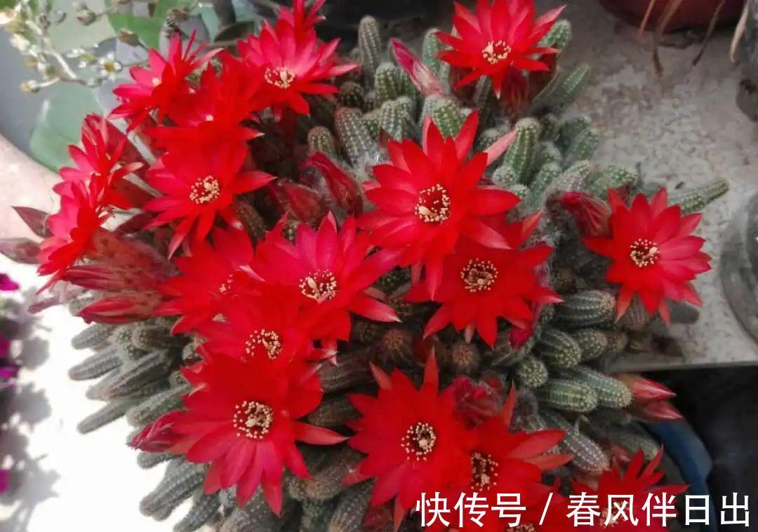 白檀|养到烦人的花,盆都不够用,扔掉还很心疼