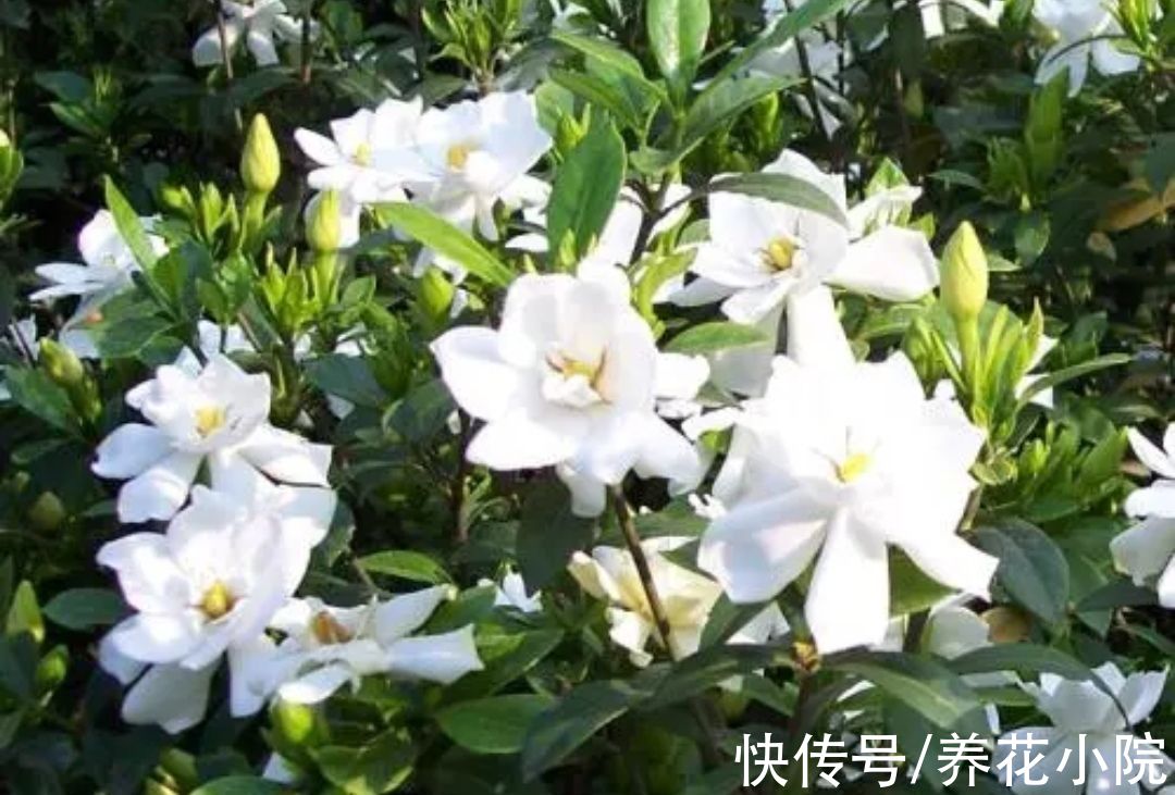 5种花公认的“难养”,总是黄叶枯萎,新手养不好