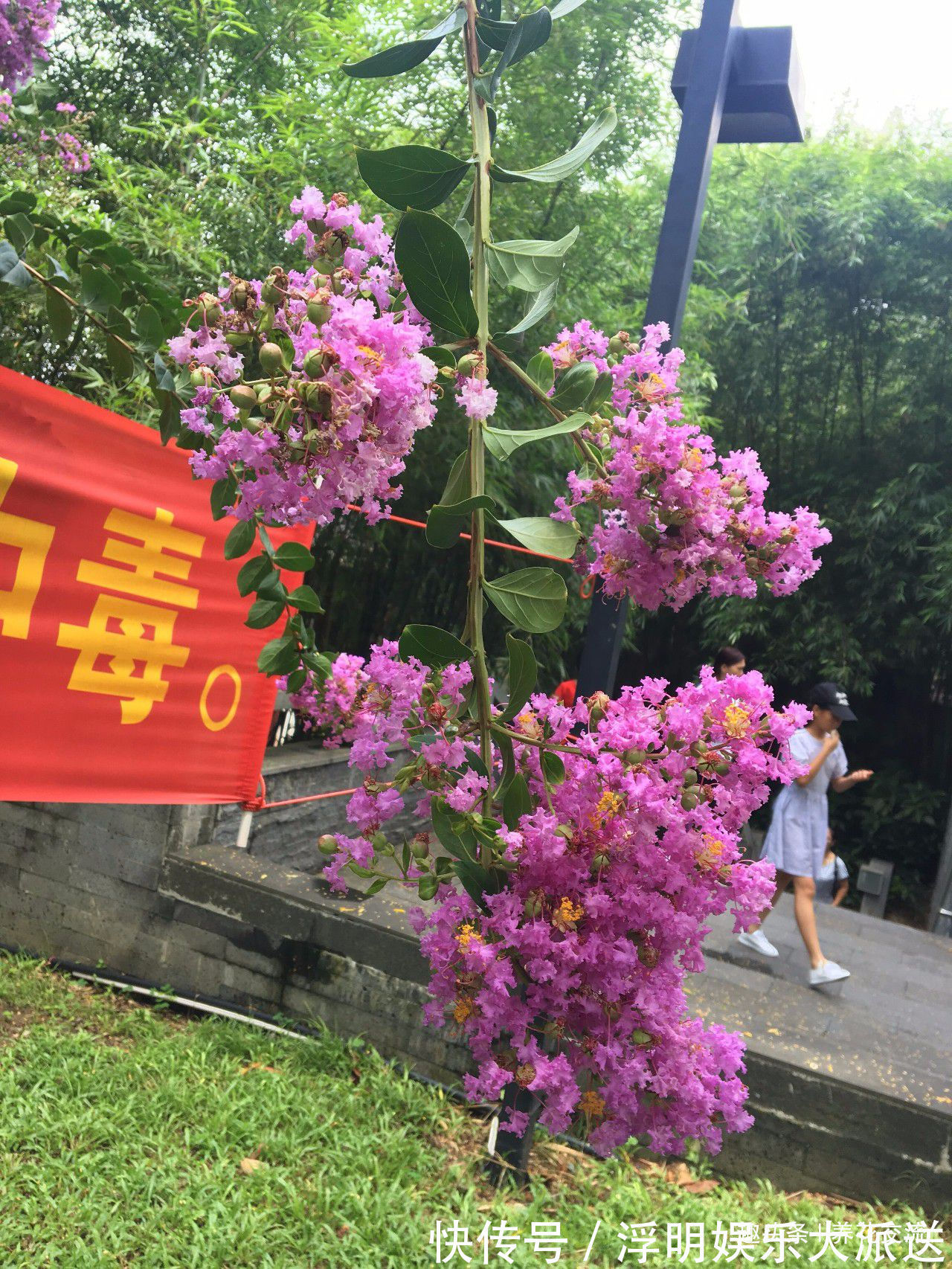 植物|这种经常开花的植物叫痒痒花，轻轻一碰，就会摇摆，发出响声