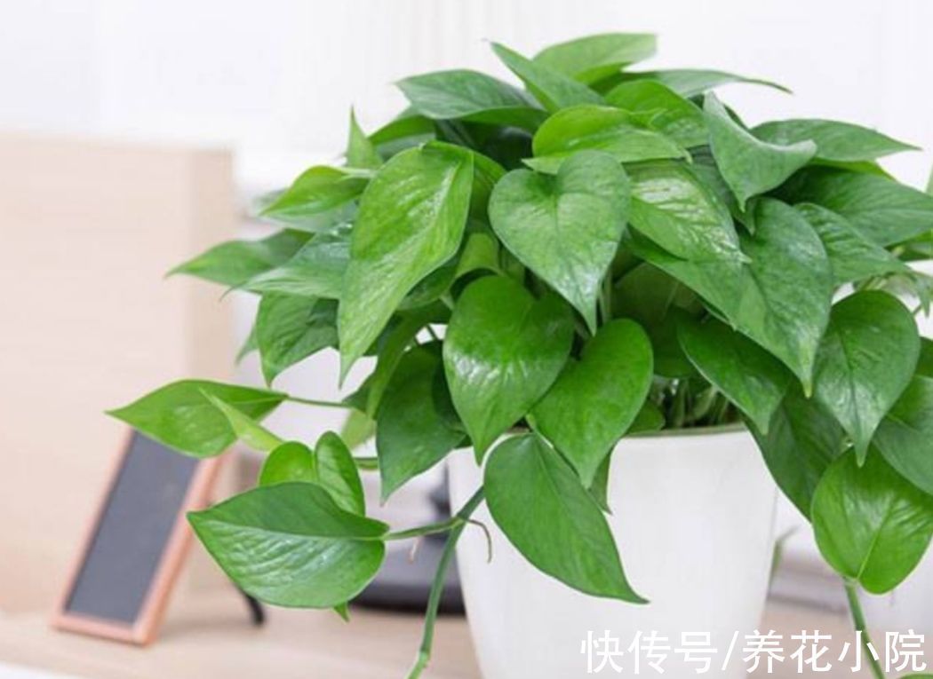 开花类|家里阳光少,可养8种喜阴的植物,好养又漂亮