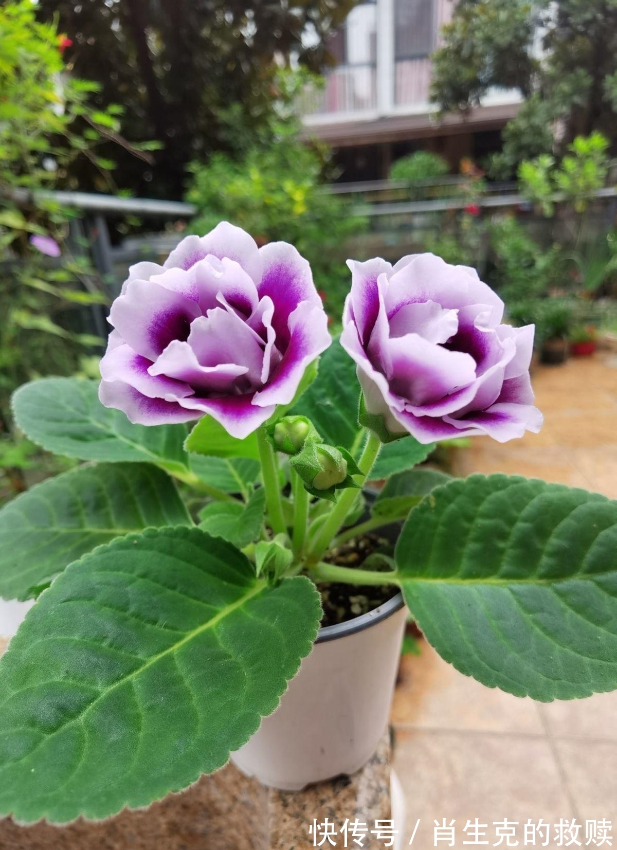 家里养盆“假牡丹”，切碎叶子也“生娃”，堪称阳台“富贵花”