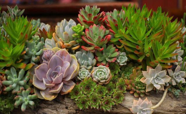 仙人球、多肉植物最喜欢这种“土”,好用不花钱,植物不烂根